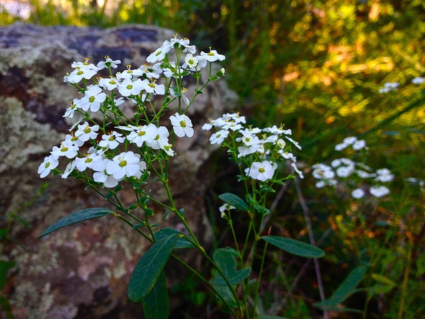 Euphorbia corollata