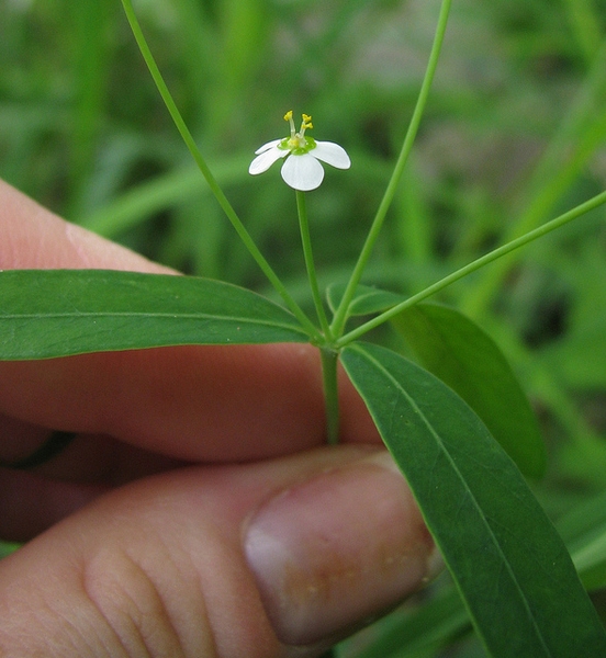 Euphorbia corollata