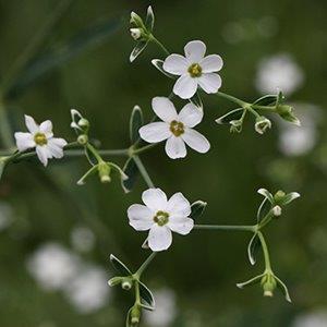 Euphorbia corollate