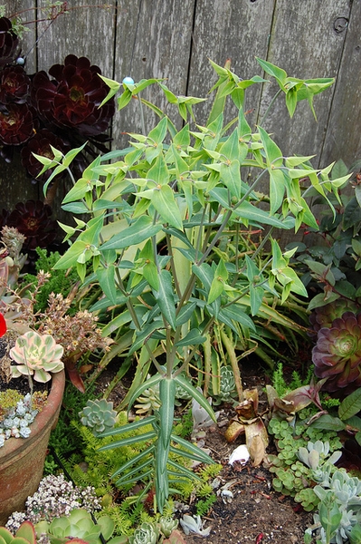 Euphorbia lathyris