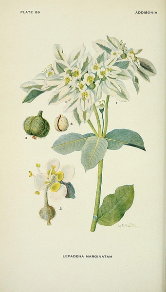 Euphorbia marginata