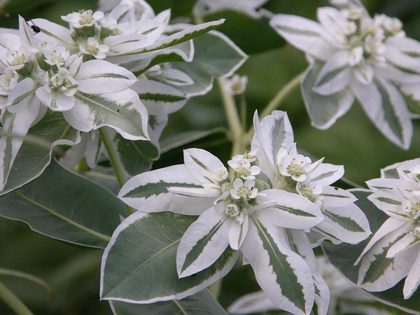 Variegated leaves