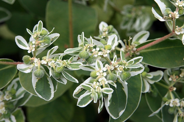 Euphorbia marginata