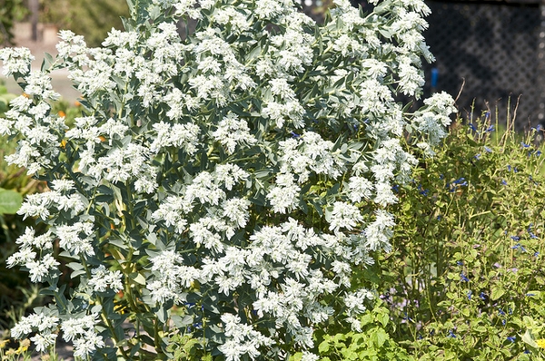 Form