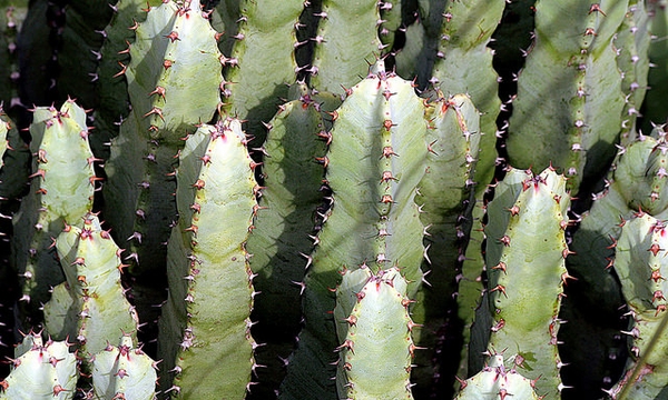 Euphorbia resinifera