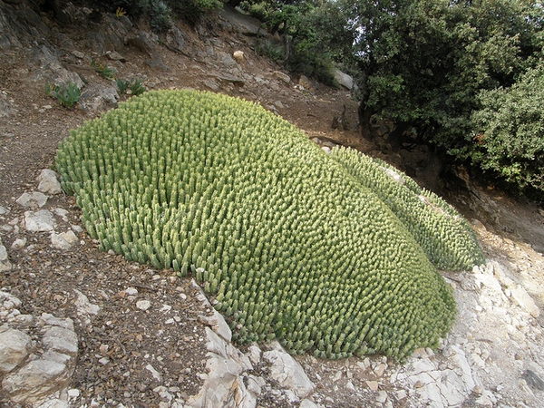 Euphorbia resinifera