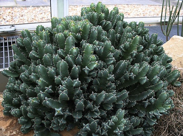 Euphorbia resinifera