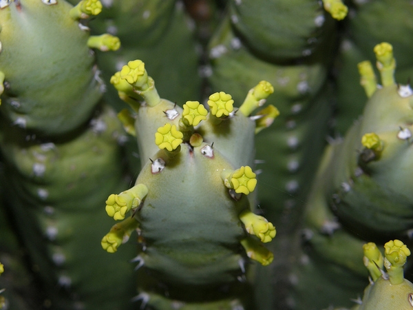 Euphorbia resinifera