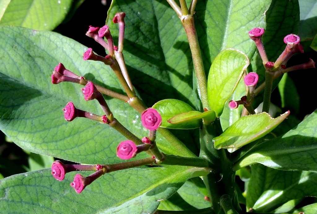 Detail of small reddish flowers