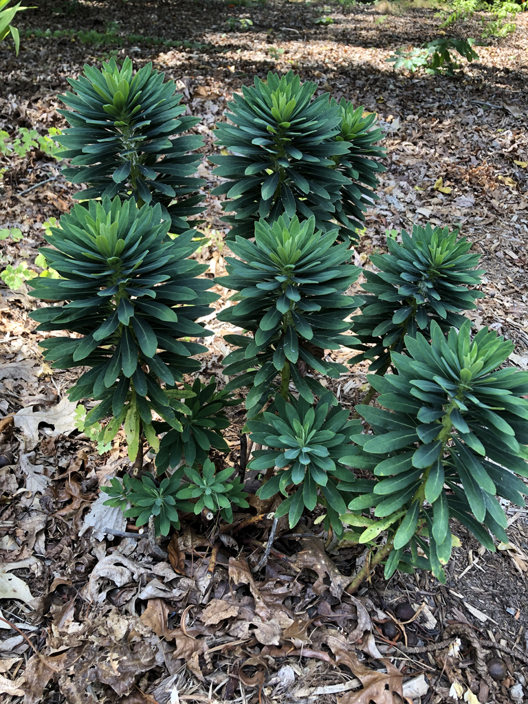 Euphorbia x martini