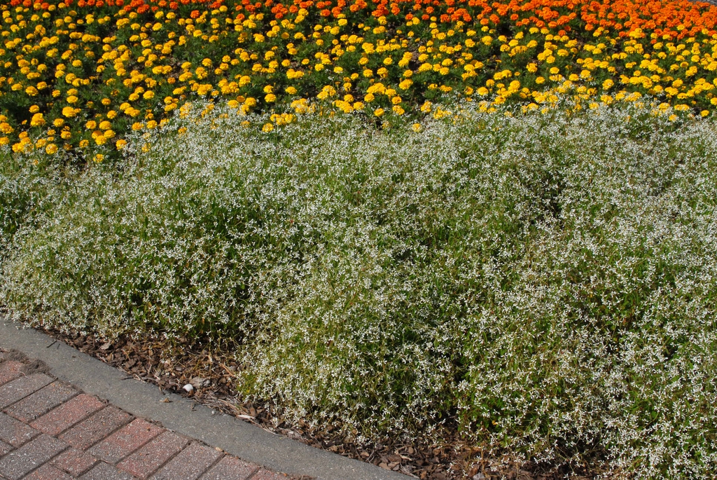 Euphorbia