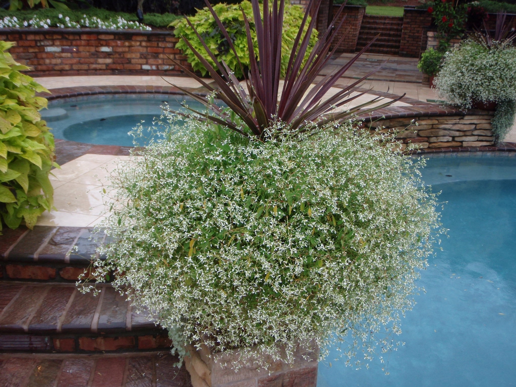 'Diamond Frost' Form