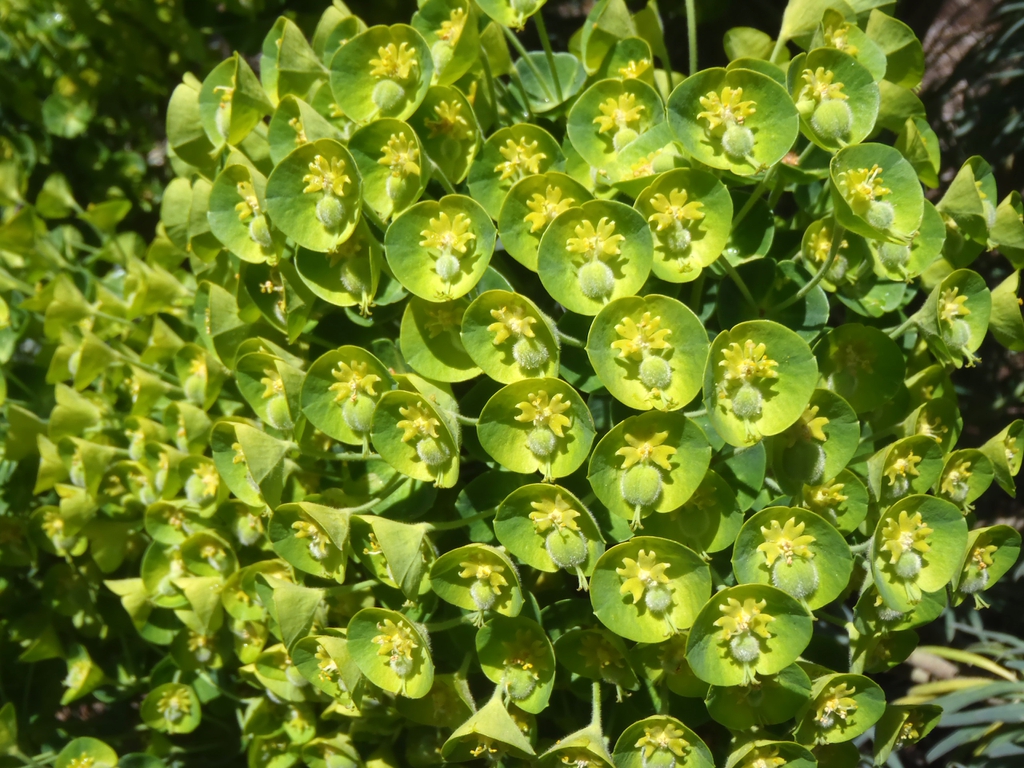 Euphorbia rigida