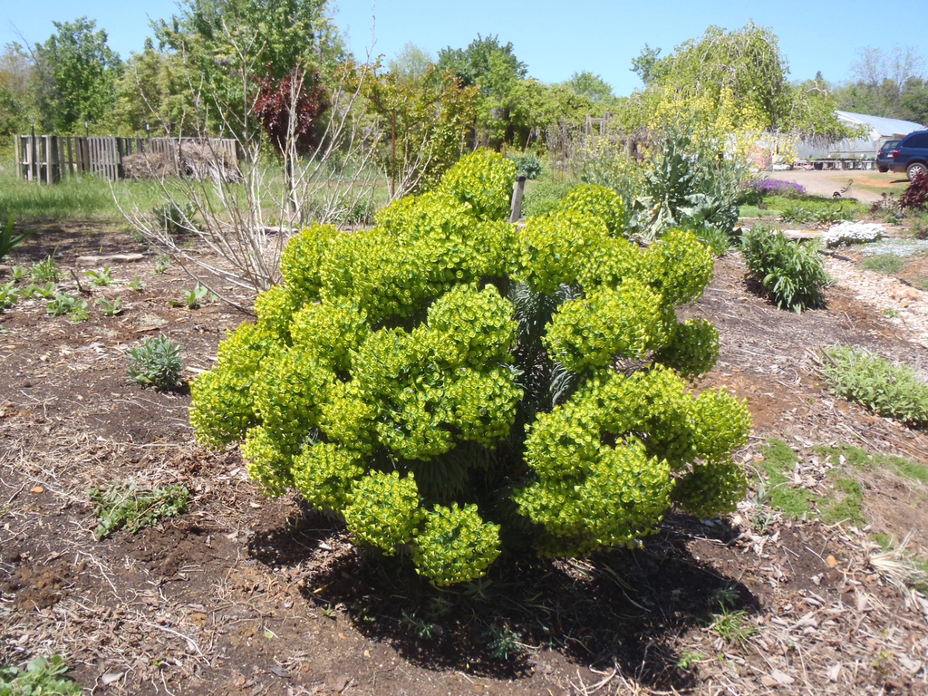 Euphorbia rigida