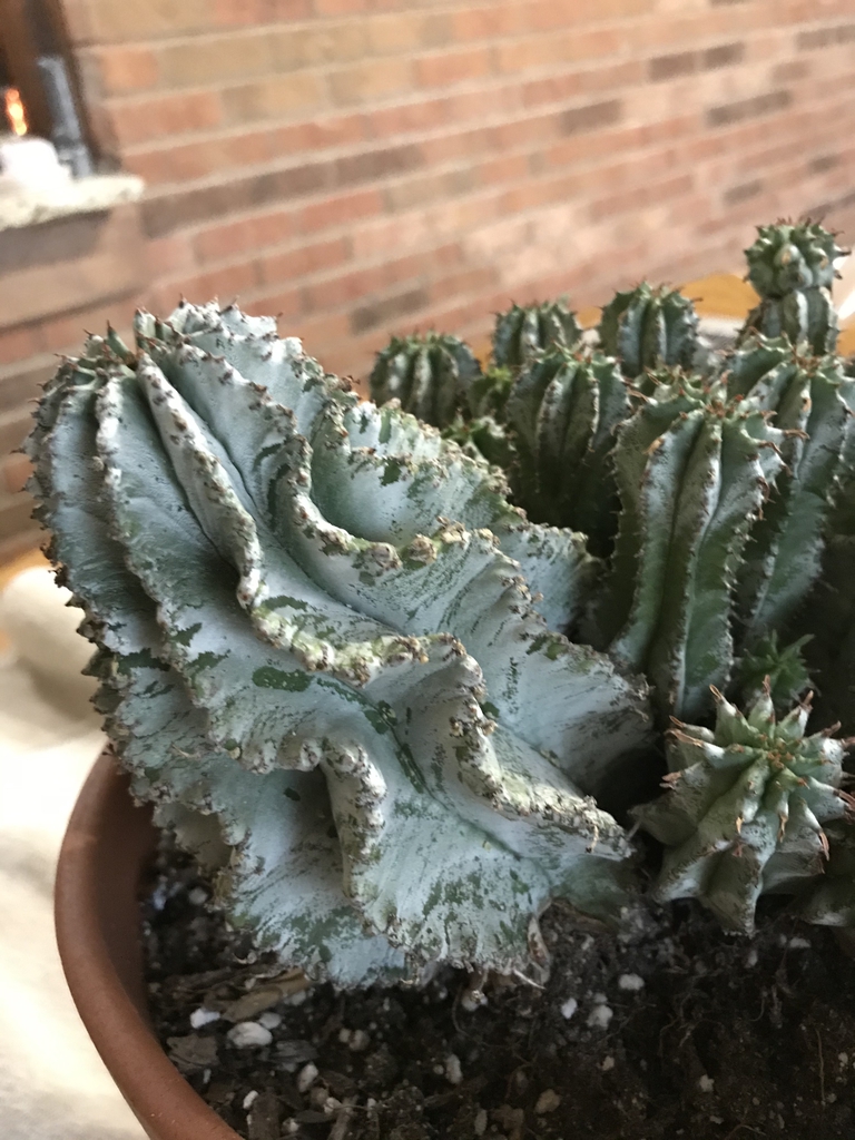 Form
