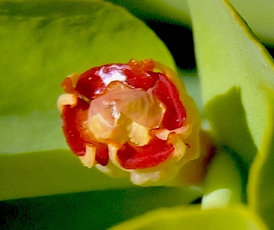 Cyathium false flower with red developing seed pod