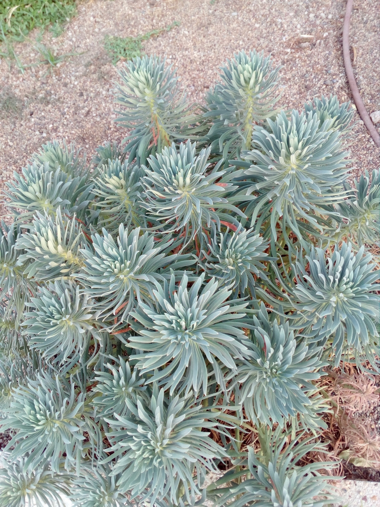 Leaves