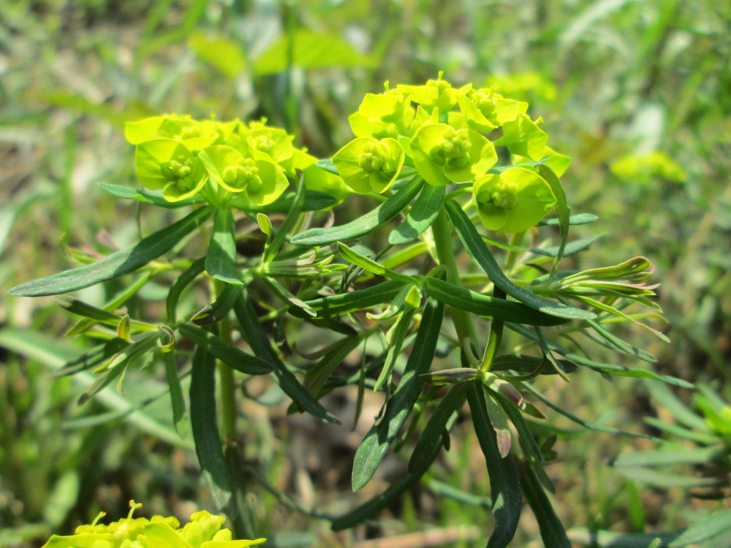 Leaves