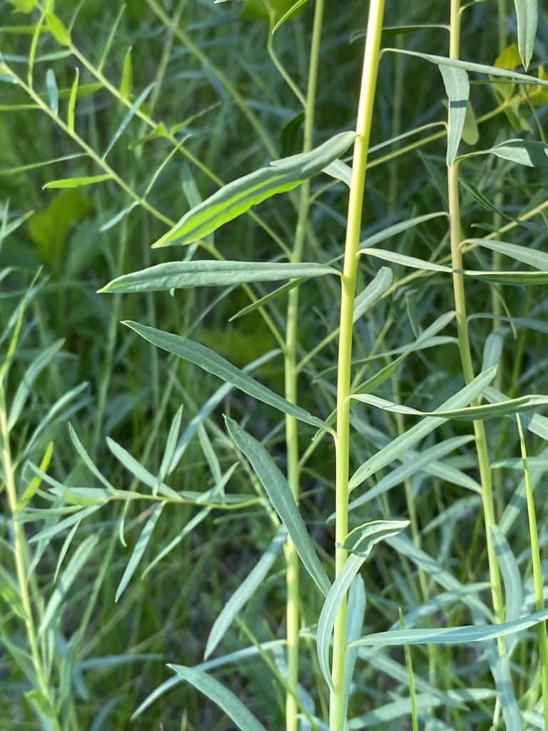 Leaves and stem
