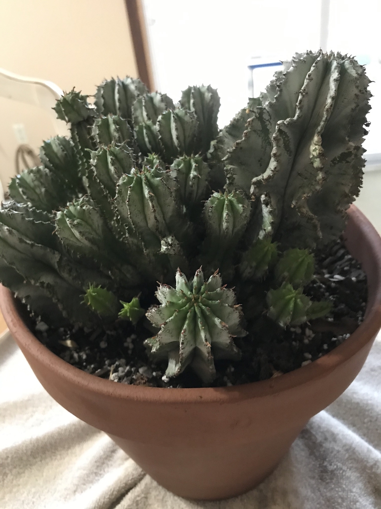 Plant with many offshoots