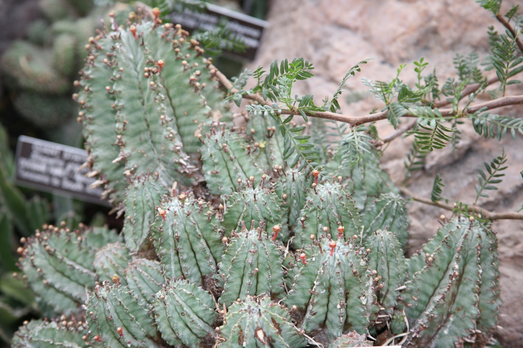 Form
