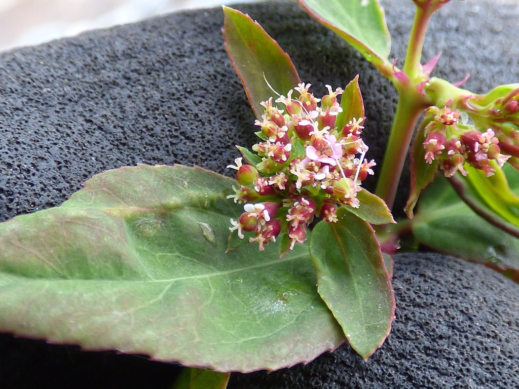 Forming fruits