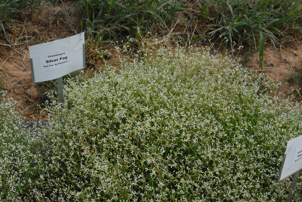 Euphorbia hypericifolia