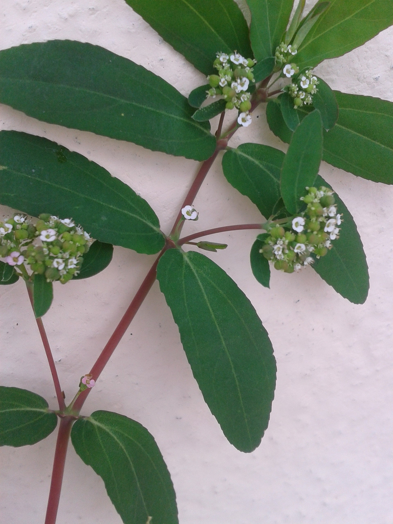 Leaves, flowers, stem