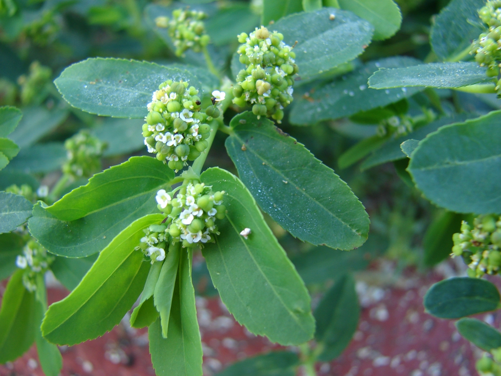 Leaves and flowers