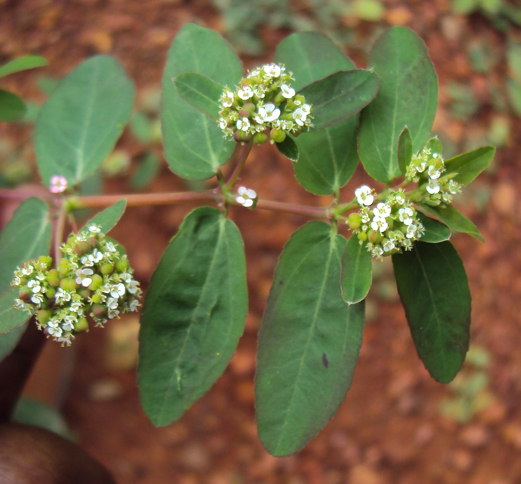 Leaves, flowers, stem