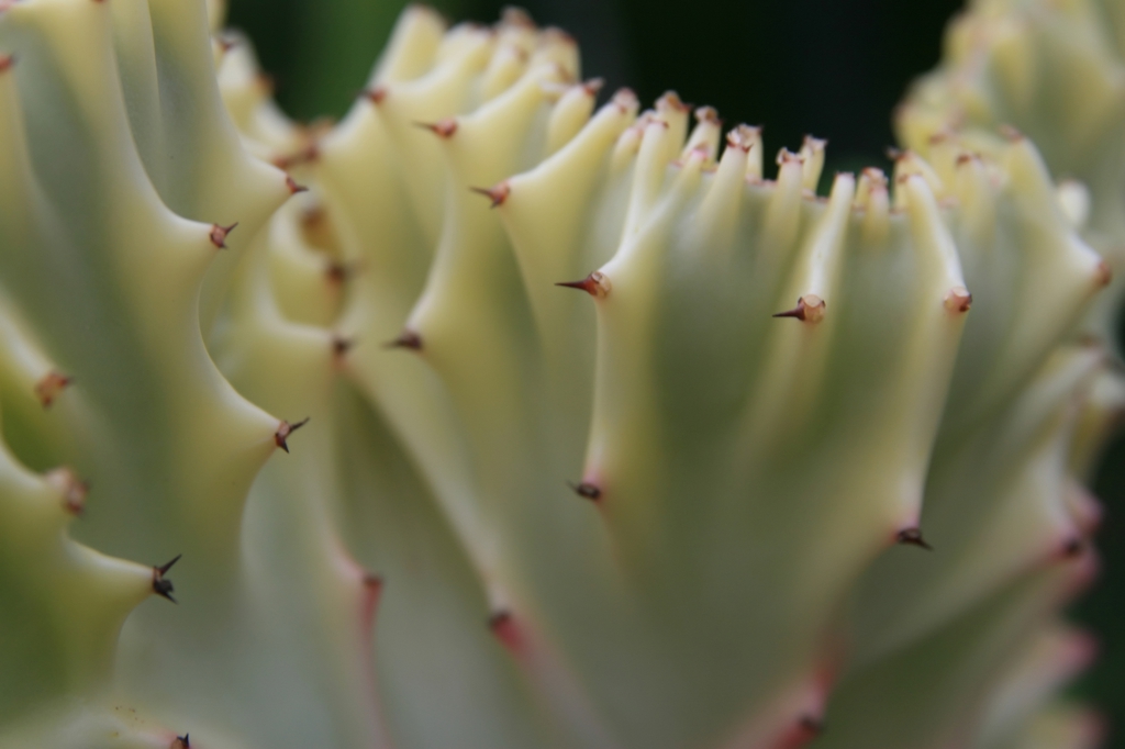 Euphorbia Lactae