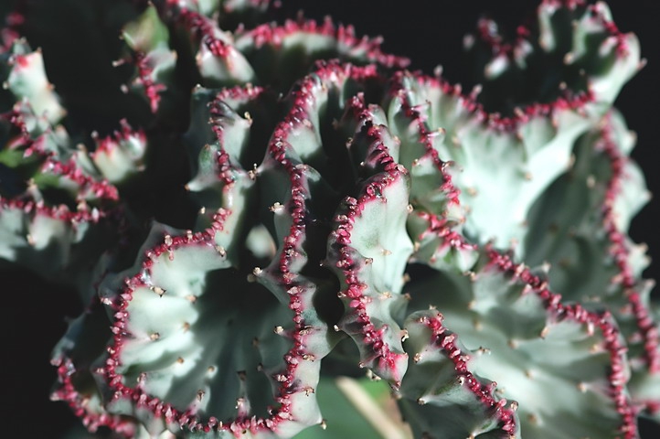 Euphorbia Lactae
