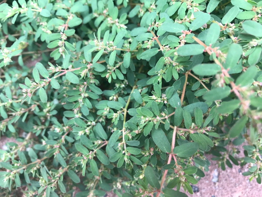 Euphorbia maculata