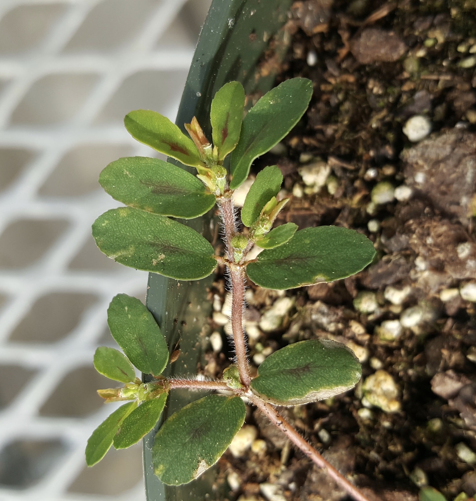 Plant