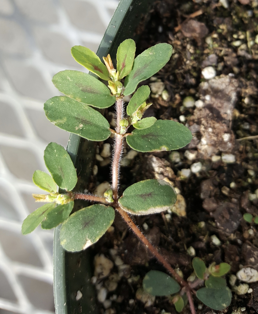 Plant