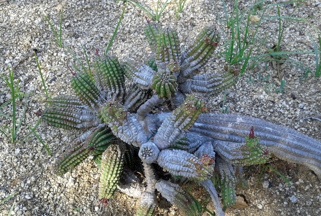 Form