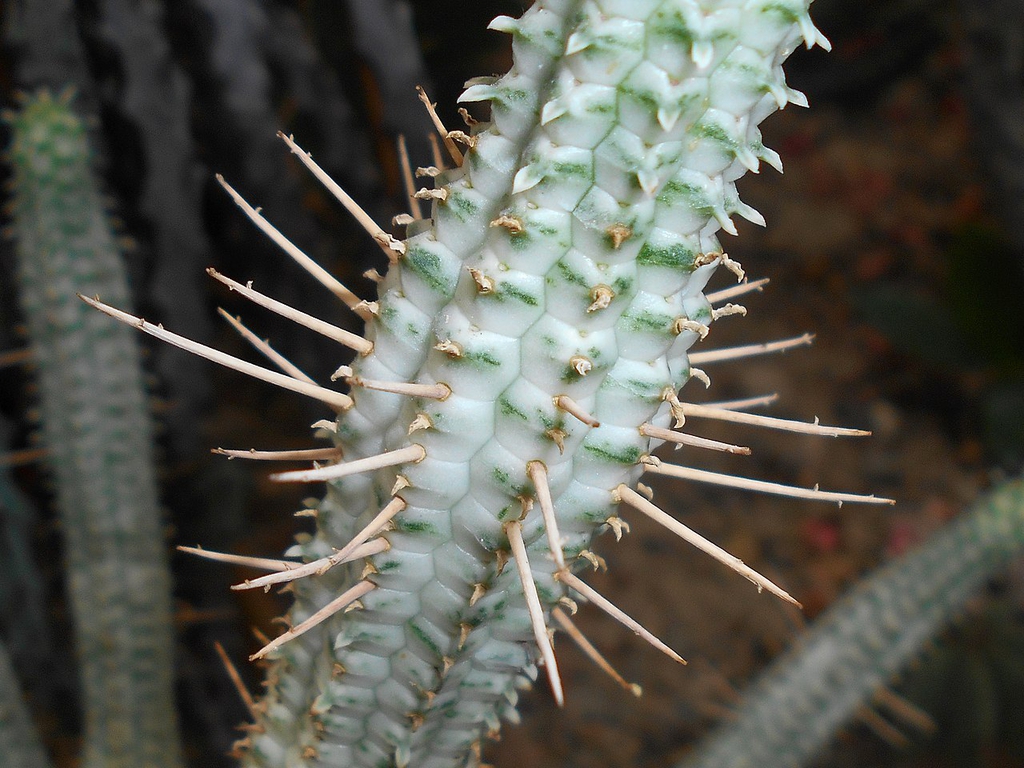 Stem