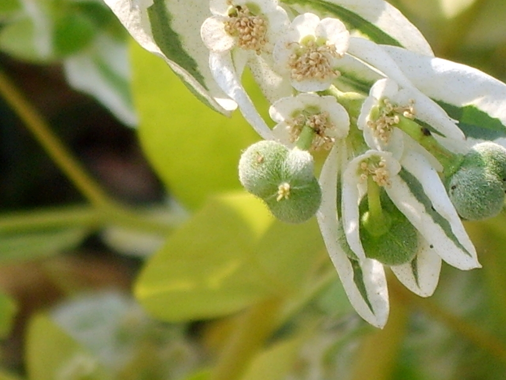 Fruit