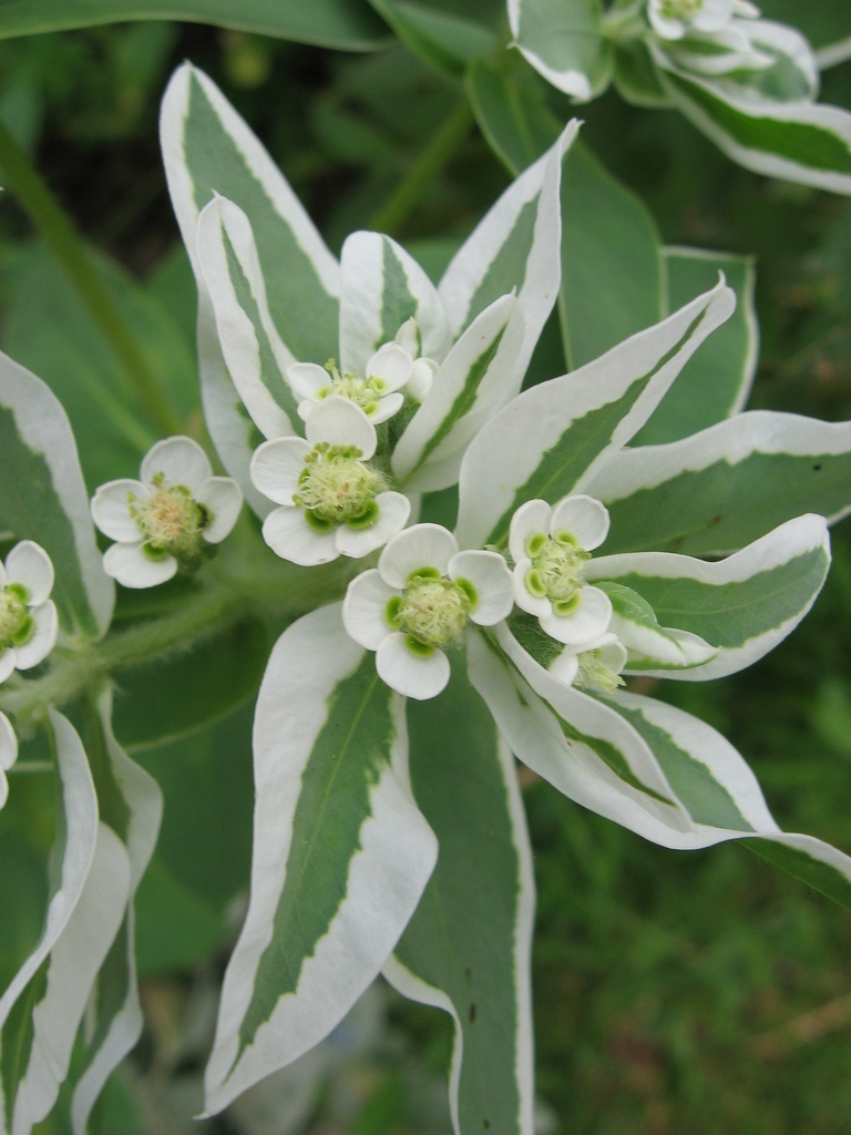 Flower detail