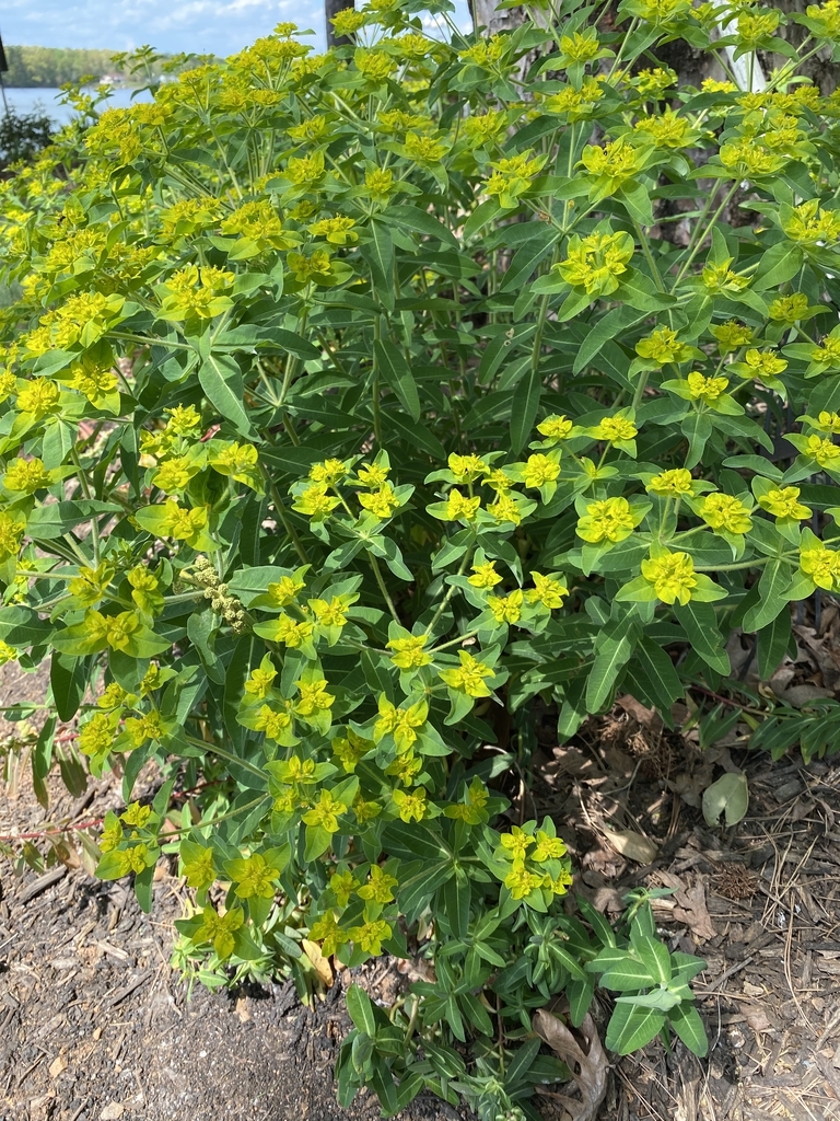 Euphorbia palustris Form Close-up (Davidson CountyNC)-April