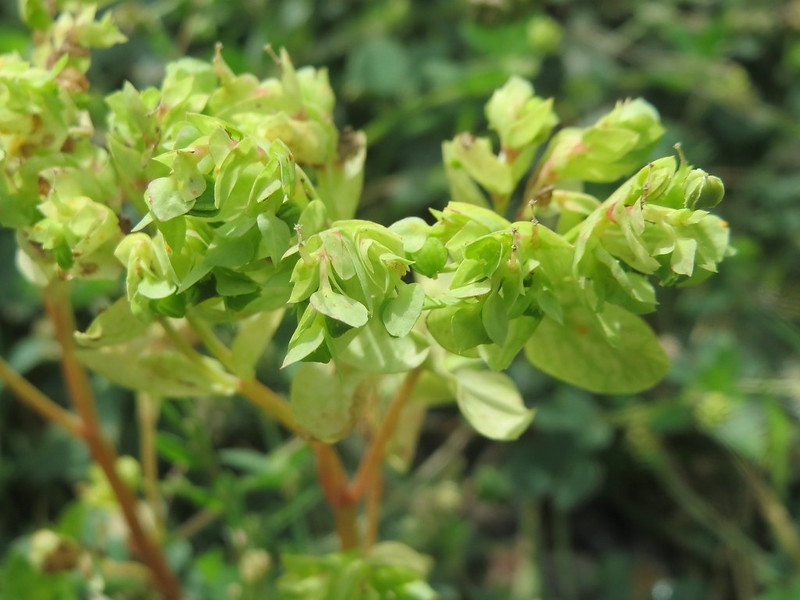 Small plant with many leaves and greenish cyathia.