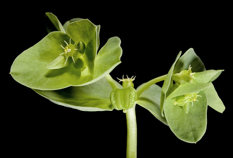 Close-up of leafy shoots with cyathia.