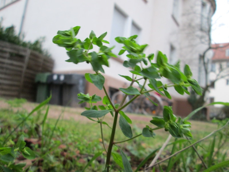 small plant growing as a weed in a yard.
