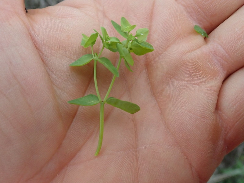 Hand cradling leafy shoot.