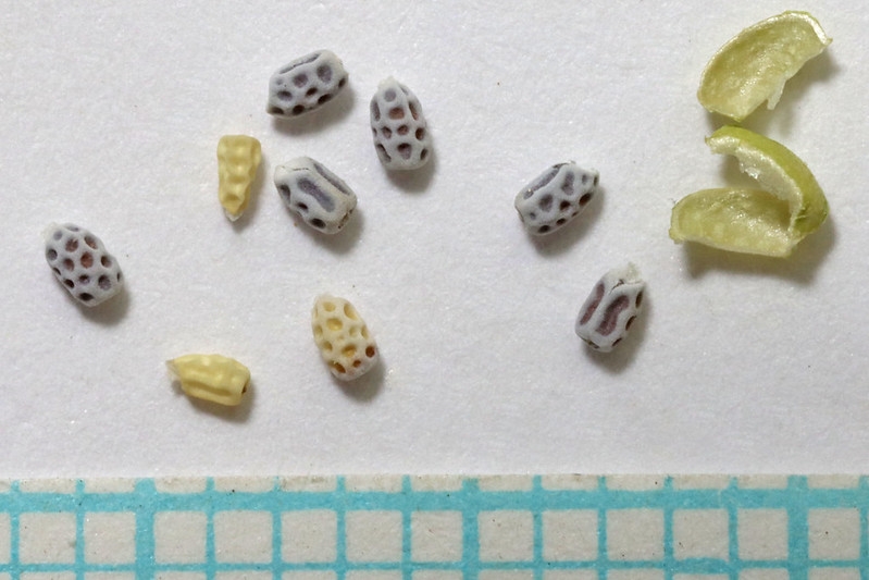 Close-up showing mericarps and seeds with reticulate testa.