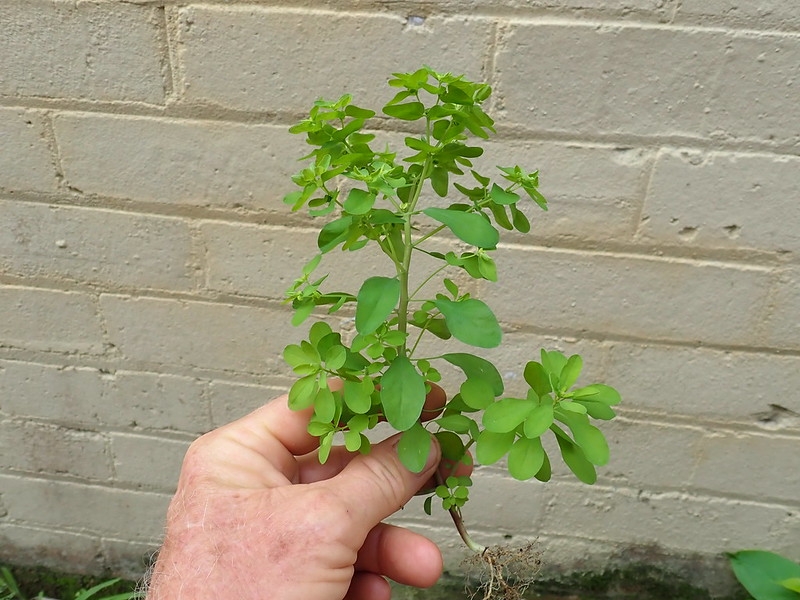 Hand holding uprooted plant with many small leaves