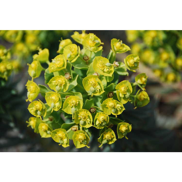 Flower cluster