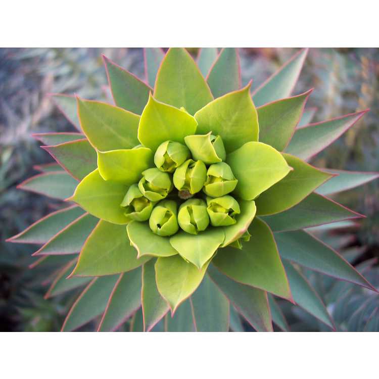 Close up of flower