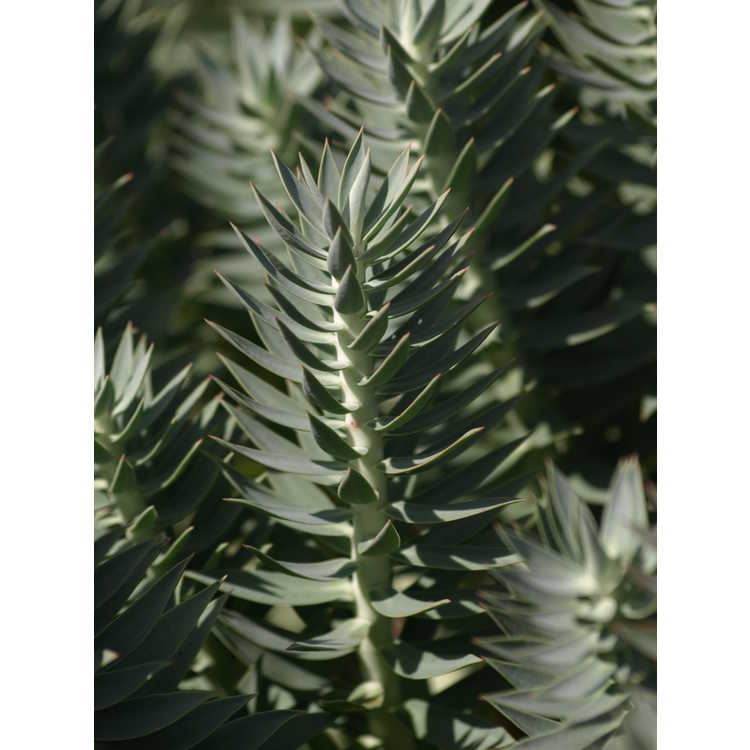 Leaves