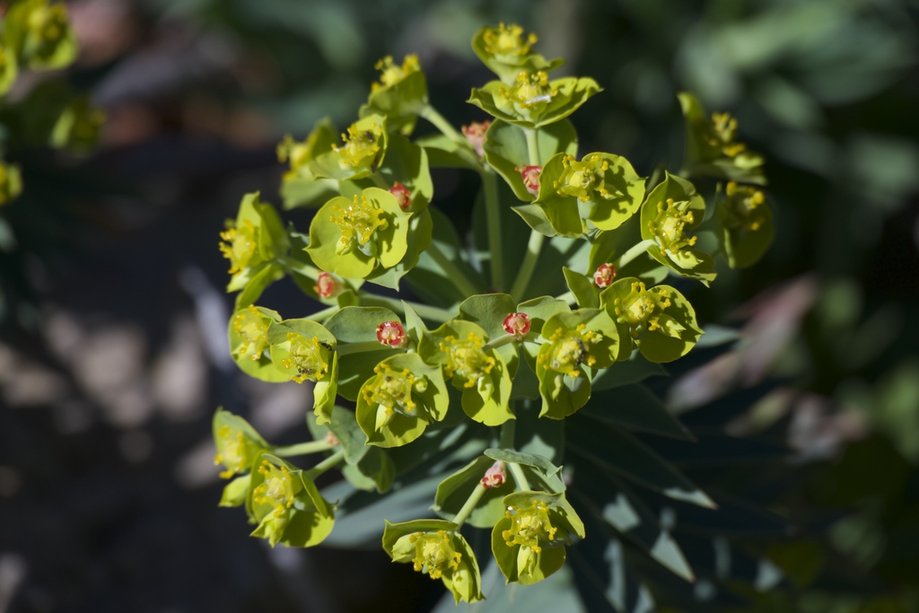 Euphorbia rigida bracts, flowers and nectar glands